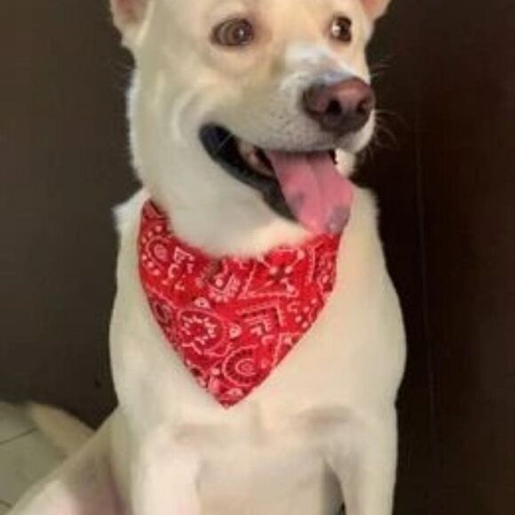 PET SCARF AND COLLAR  - Picture 2 of 12